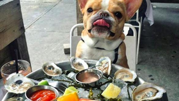 Puppy with Oysters 