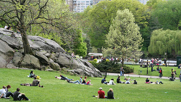 Green in Central Park 