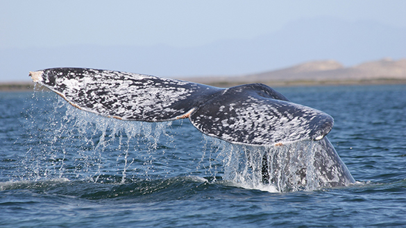 California Gray Whales in Pacific Ocean