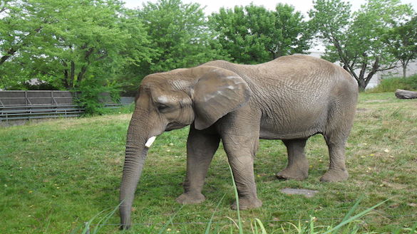 Granby Elephant